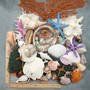 Seashell Variety Pack Assorted Mix B GRADE (Approx. 40+ Shells 2-12+ inches) B GRADE Shell Grab Bag Assortment 2 for crafts teaching & art! Copyright 2025 SeaShellSupply.com.