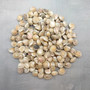 Pearlized White Umbonium Seashell Mix (approx. half cup +/-115 shells 0.5+ inches) Light Pearl Umbonium Shell for arts crafts & jewelry!  Copyright 2025 SeaShellSupply.com.