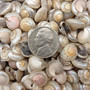 Pearlized White Umbonium Seashell Mix (approx. half cup +/-115 shells 0.5+ inches) Light Pearl Umbonium Shell for arts crafts & jewelry!