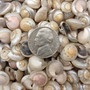 Pearlized White Umbonium Seashell Mix (approx. half cup +/-115 shells 0.5+ inches) Light Pearl Umbonium Shell for arts crafts & jewelry!  Copyright 2025 SeaShellSupply.com.