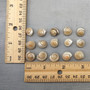 Pearlized White Umbonium Seashell Mix (approx. half cup +/-115 shells 0.5+ inches) Light Pearl Umbonium Shell for arts crafts & jewelry!  Copyright 2025 SeaShellSupply.com.