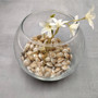 Pearlized White Umbonium Seashell Mix (approx. half cup +/-115 shells 0.5+ inches) Light Pearl Umbonium Shell for arts crafts & jewelry!  Copyright 2025 SeaShellSupply.com.