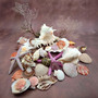 Seashell Variety Pack Assorted Mix B GRADE (Approx. 50+ Shells 2-8+ inches) B GRADE Shell Grab Bag Assortment 05 for crafts teaching & art!