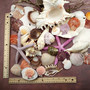 Seashell Variety Pack Assorted Mix B GRADE (Approx. 50+ Shells 2-8+ inches) B GRADE Shell Grab Bag Assortment 05 for crafts teaching & art! Copyright 2025 SeaShellSupply.com.