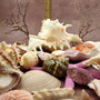 Seashell Variety Pack Assorted Mix B GRADE (Approx. 50+ Shells 2-8+ inches) B GRADE Shell Grab Bag Assortment 05 for crafts teaching & art!
