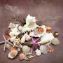 Seashell Variety Pack Assorted Mix B GRADE (Approx. 50+ Shells 2-8+ inches) B GRADE Shell Grab Bag Assortment 05 for crafts teaching & art!