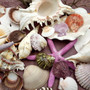 Seashell Variety Pack Assorted Mix B GRADE (Approx. 50+ Shells 2-8+ inches) B GRADE Shell Grab Bag Assortment 05 for crafts teaching & art! Copyright 2025 SeaShellSupply.com.