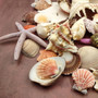 Seashell Variety Pack Assorted Mix B GRADE (Approx. 50+ Shells 2-8+ inches) B GRADE Shell Grab Bag Assortment 05 for crafts teaching & art! Copyright 2025 SeaShellSupply.com.