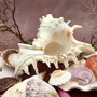 Seashell Variety Pack Assorted Mix B GRADE (Approx. 50+ Shells 2-8+ inches) B GRADE Shell Grab Bag Assortment 05 for crafts teaching & art! Copyright 2025 SeaShellSupply.com.