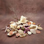 Seashell Variety Pack Assorted Mix B GRADE (Approx. 50+ Shells 2-8+ inches) B GRADE Shell Grab Bag Assortment 05 for crafts teaching & art! Copyright 2025 SeaShellSupply.com.