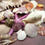 Seashell Variety Pack Assorted Mix B GRADE (Approx. 50+ Shells 2-8+ inches) B GRADE Shell Grab Bag Assortment 05 for crafts teaching & art! Copyright 2025 SeaShellSupply.com.