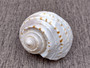 Spotted Tun Seashell (4-5 inches) - Tonna Tessalata (BL-084). One cream color ribbed shell facing up with opening down. Copyright 2025 SeaShellSupply.com.