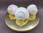 Spotted Tun Seashell (4-5 inches) - Tonna Tessalata (BL-084). One cream color ribbed shell facing up with opening down. Copyright 2025 SeaShellSupply.com.
