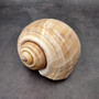 XL Tun Seashell Tan Tonna Olerium (1 shell approx. 8+ inches) Extra Large Brown Tonna shells for coastal decor display & collections!