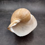 XL Tun Seashell Tan Tonna Olerium (1 shell approx. 8+ inches) Extra Large Brown Tonna shells for coastal decor display & collections! Copyright 2025 SeaShellSupply.com.
