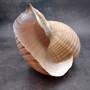 XL Tun Seashell Tan Tonna Olerium (1 shell approx. 8+ inches) Extra Large Brown Tonna shells for coastal decor display & collections!