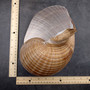 XL Tun Seashell Tan Tonna Olerium (1 shell approx. 8+ inches) Extra Large Brown Tonna shells for coastal decor display & collections! Copyright 2025 SeaShellSupply.com.