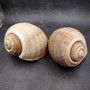 XL Tun Seashell Tan Tonna Olerium (1 shell approx. 8+ inches) Extra Large Brown Tonna shells for coastal decor display & collections! Copyright 2025 SeaShellSupply.com.