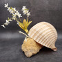 XL Tun Seashell Tan Tonna Olerium (1 shell approx. 8+ inches) Extra Large Brown Tonna shells for coastal decor display & collections! Copyright 2025 SeaShellSupply.com.