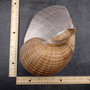 XL Tun Seashell Tan Tonna Olerium (1 shell approx. 8+ inches) Extra Large Brown Tonna shells for coastal decor display & collections! Copyright 2025 SeaShellSupply.com.