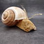 XL Tun Seashell Tan Tonna Olerium (1 shell approx. 8+ inches) Extra Large Brown Tonna shells for coastal decor display & collections! Copyright 2025 SeaShellSupply.com.