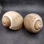 XL Tun Seashell Tan Tonna Olerium (1 shell approx. 8+ inches) Extra Large Brown Tonna shells for coastal decor display & collections! Copyright 2025 SeaShellSupply.com.