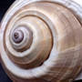 XL Tun Seashell Tan Tonna Olerium (1 shell approx. 8+ inches) Extra Large Brown Tonna shells for coastal decor display & collections! Copyright 2025 SeaShellSupply.com.