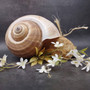 XL Tun Seashell Tan Tonna Olerium (1 shell approx. 8+ inches) Extra Large Brown Tonna shells for coastal decor display & collections! Copyright 2025 SeaShellSupply.com.