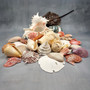 Seashell Variety Pack Assorted Mix B GRADE (Approx. 50+ Shells 2-8+ inches) B GRADE Shell Grab Bag Assortment 6 for crafts teaching & art! Copyright 2025 SeaShellSupply.com.