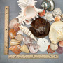 Seashell Variety Pack Assorted Mix B GRADE (Approx. 50+ Shells 2-8+ inches) B GRADE Shell Grab Bag Assortment 6 for crafts teaching & art! Copyright 2025 SeaShellSupply.com.