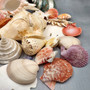 Seashell Variety Pack Assorted Mix B GRADE (Approx. 50+ Shells 2-8+ inches) B GRADE Shell Grab Bag Assortment 6 for crafts teaching & art! Copyright 2025 SeaShellSupply.com.