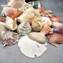 Seashell Variety Pack Assorted Mix B GRADE (Approx. 50+ Shells 2-8+ inches) B GRADE Shell Grab Bag Assortment 6 for crafts teaching & art! Copyright 2025 SeaShellSupply.com.