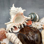 Seashell Variety Pack Assorted Mix B GRADE (Approx. 50+ Shells 2-8+ inches) B GRADE Shell Grab Bag Assortment 6 for crafts teaching & art! Copyright 2025 SeaShellSupply.com.