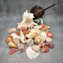 Seashell Variety Pack Assorted Mix B GRADE (Approx. 50+ Shells 2-8+ inches) B GRADE Shell Grab Bag Assortment 6 for crafts teaching & art! Copyright 2025 SeaShellSupply.com.