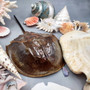 Seashell Variety Pack Assorted Mix B GRADE (Approx. 50+ Shells 2-8+ inches) B GRADE Shell Grab Bag Assortment 6 for crafts teaching & art! Copyright 2025 SeaShellSupply.com.