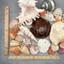 Seashell Variety Pack Assorted Mix B GRADE (Approx. 50+ Shells 2-8+ inches) B GRADE Shell Grab Bag Assortment 6 for crafts teaching & art! Copyright 2025 SeaShellSupply.com.