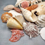 Seashell Variety Pack Assorted Mix B GRADE (Approx. 50+ Shells 2-8+ inches) B GRADE Shell Grab Bag Assortment 6 for crafts teaching & art! Copyright 2025 SeaShellSupply.com.