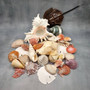 Seashell Variety Pack Assorted Mix B GRADE (Approx. 50+ Shells 2-8+ inches) B GRADE Shell Grab Bag Assortment 6 for crafts teaching & art! Copyright 2025 SeaShellSupply.com.
