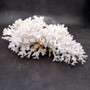 Brownstem White Lace Coral Cluster Pocillopora Damicornis (1 coral 8L x 3H x 5D inches) Large Lace Coral Cluster for decor & display! Copyright 2025 SeaShellSupply.com.

