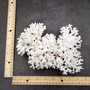 Brownstem White Lace Coral Cluster Pocillopora Damicornis (1 coral 8L x 3H x 5D inches) Large Lace Coral Cluster for decor & display! Copyright 2025 SeaShellSupply.com.