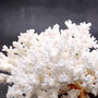 Brownstem White Lace Coral Cluster Pocillopora Damicornis (1 coral 8L x 3H x 5D inches) Large Lace Coral Cluster for decor & display! Copyright 2025 SeaShellSupply.com.