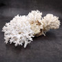 Brownstem White Lace Coral Cluster Pocillopora Damicornis (1 coral 8L x 3H x 5D inches) Large Lace Coral Cluster for decor & display! Copyright 2025 SeaShellSupply.com.