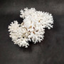Brownstem White Lace Coral Cluster Pocillopora Damicornis (1 coral 8L x 3H x 5D inches) Large Lace Coral Cluster for decor & display! Copyright 2025 SeaShellSupply.com.
