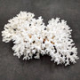 Brownstem White Lace Coral Cluster Pocillopora Damicornis (1 coral 8L x 3H x 5D inches) Large Lace Coral Cluster for decor & display! Copyright 2025 SeaShellSupply.com.