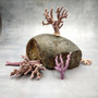 Purple Coral Pieces Pocillopora Acuta (1 piece approx. 3+ inches) Branching Purple Coral Pieces for coastal decor crafts & collections! Copyright 2025 SeaShellSupply.com.