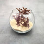 Purple Coral Pieces Pocillopora Acuta (1 piece approx. 3+ inches) Branching Purple Coral Pieces for coastal decor crafts & collections! Copyright 2025 SeaShellSupply.com.