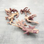 Purple Coral Pieces Pocillopora Acuta (1 piece approx. 3+ inches) Branching Purple Coral Pieces for coastal decor crafts & collections! Copyright 2025 SeaShellSupply.com.