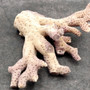 Purple Coral Pieces Pocillopora Acuta (1 piece approx. 2+ inches) Branching Purple Coral Pieces for coastal decor crafts & collections! Copyright 2025 SeaShellSupply.com.