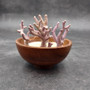 Purple Coral Pieces Pocillopora Acuta (1 piece approx. 2+ inches) Branching Purple Coral Pieces for coastal decor crafts & collections! Copyright 2025 SeaShellSupply.com.