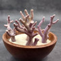 Purple Coral Pieces Pocillopora Acuta (1 piece approx. 2+ inches) Branching Purple Coral Pieces for coastal decor crafts & collections! Copyright 2025 SeaShellSupply.com.